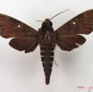 053 Heterocera (FD) Sphingidae IMG_4490WTMK.JPG