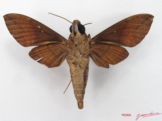 054 Heterocera (FV) Sphingidae IMG_4491WTMK.JPG
