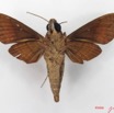 054 Heterocera (FV) Sphingidae IMG_4491WTMK.JPG