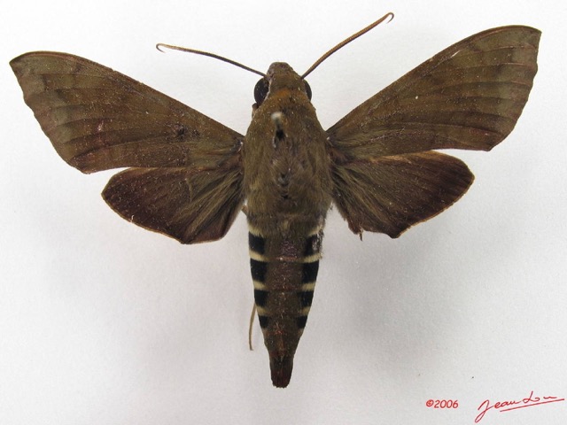 055 Heterocera (FD) Sphingidae Nephele funebris IMG_4529WTMK.JPG