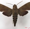 055 Heterocera (FD) Sphingidae Nephele funebris IMG_4529WTMK.JPG