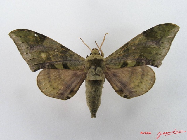 057 Heterocera (FD) Sphingidae IMG_4545WTMK.JPG