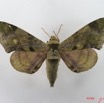 057 Heterocera (FD) Sphingidae IMG_4545WTMK.JPG