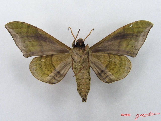 058 Heterocera (FV) Sphingidae IMG_4546WTMK.JPG