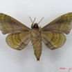 058 Heterocera (FV) Sphingidae IMG_4546WTMK.JPG