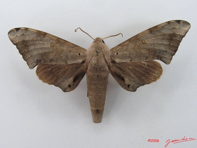 059 Heterocera (FD) Sphingidae IMG_4547WTMK.JPG