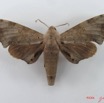 059 Heterocera (FD) Sphingidae IMG_4547WTMK.JPG