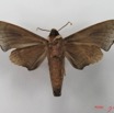 060 Heterocera (FV) Sphingidae IMG_4548WTMK.JPG