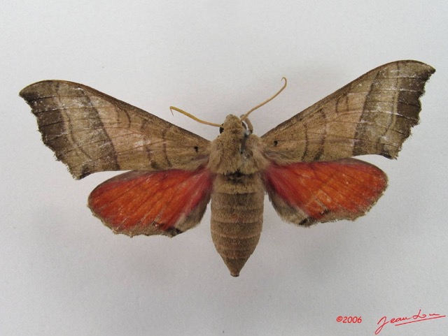 061 Heterocera (FD) Sphingidae IMG_4597WTMK.JPG