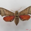 061 Heterocera (FD) Sphingidae IMG_4597WTMK.JPG