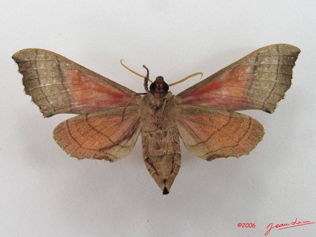 062 Heterocera (FV) Sphingidae IMG_4598WTMK.JPG