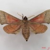 062 Heterocera (FV) Sphingidae IMG_4598WTMK.JPG