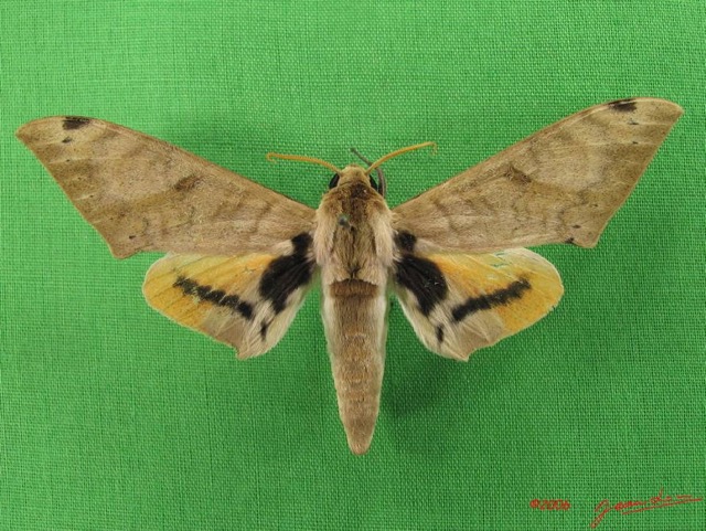 063 Heterocera (FD) Sphingidae IMG_4683WTMK.JPG