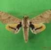 063 Heterocera (FD) Sphingidae IMG_4683WTMK.JPG