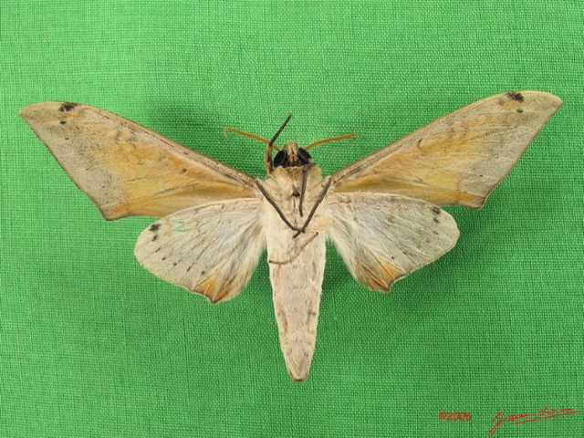 064 Heterocera (FV) Sphingidae IMG_4684WTMK.JPG