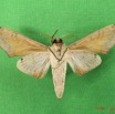 064 Heterocera (FV) Sphingidae IMG_4684WTMK.JPG