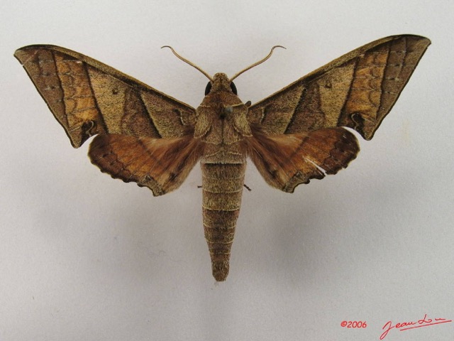 065 Heterocera (FD) Sphingidae IMG_4707WTMK.JPG