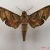 065 Heterocera (FD) Sphingidae IMG_4707WTMK.JPG