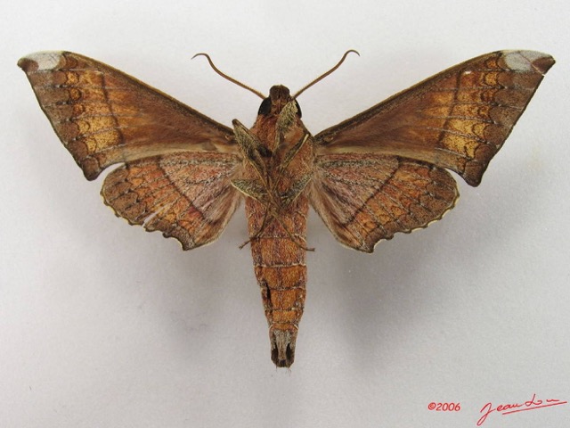 066 Heterocera (FV) Sphingidae IMG_4708WTMK.JPG