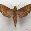 066 Heterocera (FV) Sphingidae IMG_4708WTMK.JPG