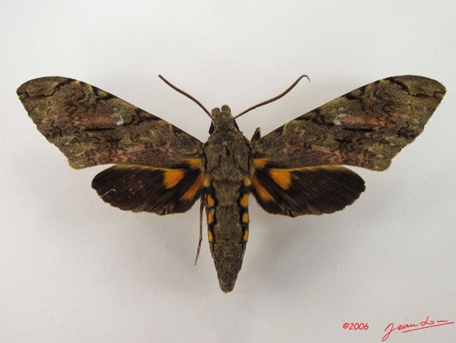 067 Heterocera (FD) Sphingidae IMG_4743WTMK.JPG