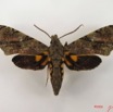 067 Heterocera (FD) Sphingidae IMG_4743WTMK.JPG