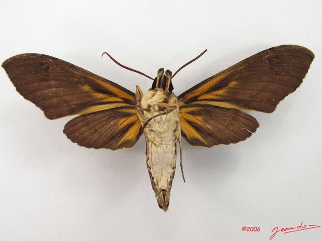 068 Heterocera (FV) Sphingidae IMG_4744WTMK.JPG