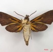 068 Heterocera (FV) Sphingidae IMG_4744WTMK.JPG