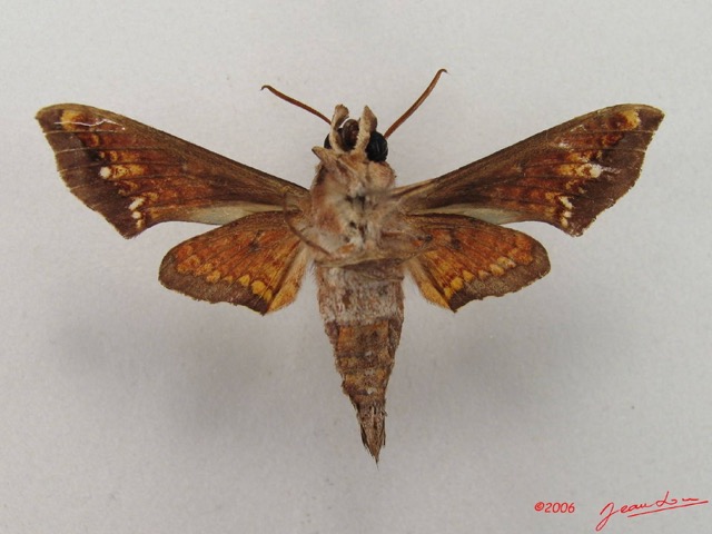 070 Heterocera (FV) Sphingidae IMG_4817WTMK.JPG