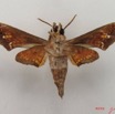 070 Heterocera (FV) Sphingidae IMG_4817WTMK.JPG