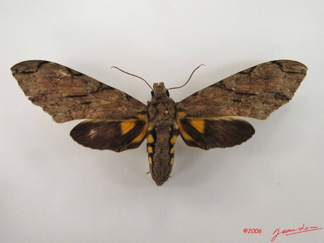 071 Heterocera (FD) Sphingidae IMG_4852WTMK.JPG