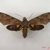 071 Heterocera (FD) Sphingidae IMG_4852WTMK.JPG