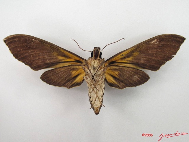 072 Heterocera (FV) Sphingidae IMG_4853WTMK.JPG