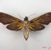 072 Heterocera (FV) Sphingidae IMG_4853WTMK.JPG