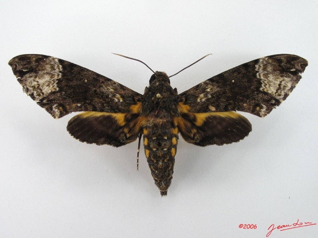 073 Heterocera (FD) Sphingidae IMG_4895WTMK.JPG
