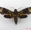 073 Heterocera (FD) Sphingidae IMG_4895WTMK.JPG