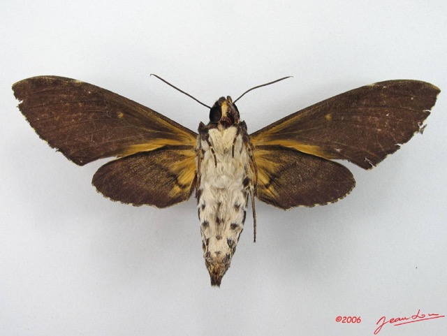 074 Heterocera (FV) Sphingidae IMG_4897WTMK.JPG
