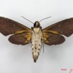 074 Heterocera (FV) Sphingidae IMG_4897WTMK.JPG