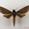 075 Heterocera (FD) Sphingidae IMG_4951WTMK.JPG