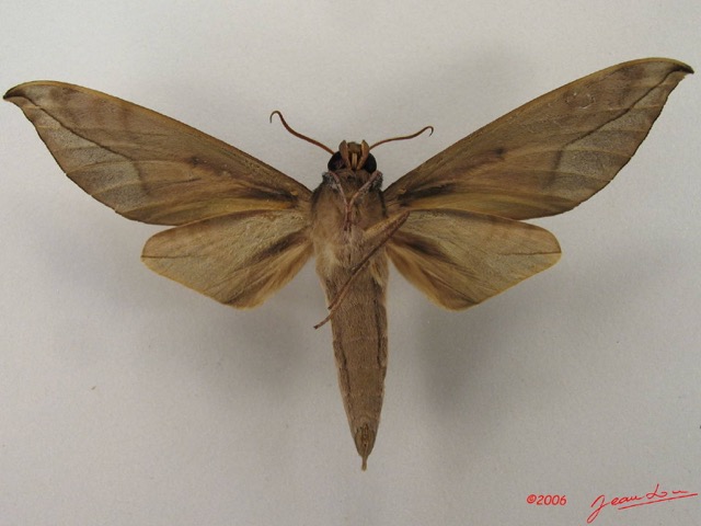 076 Heterocera (FV) Sphingidae IMG_4952WTMK.JPG