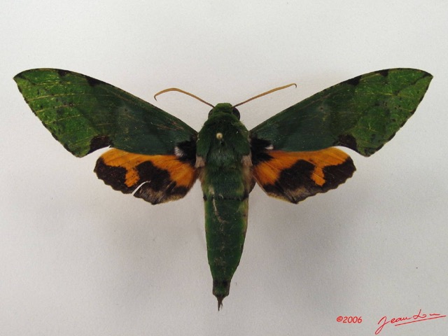 077 Heterocera (FD) Sphingidae IMG_5063WTMK.JPG
