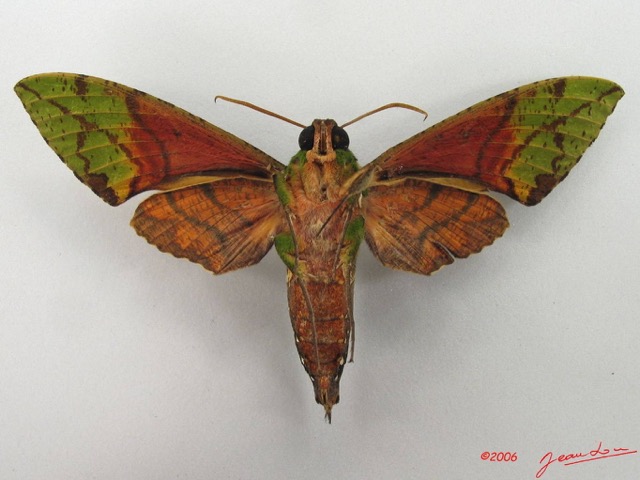 078 Heterocera (FV) Sphingidae IMG_5064WTMK.JPG