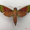 078 Heterocera (FV) Sphingidae IMG_5064WTMK.JPG