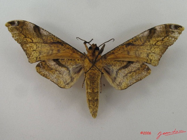 082 Heterocera (FV) Sphingidae IMG_5127WTMK_1.JPG