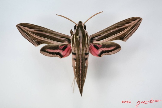 083 Heterocera (FD) Sphingidae Hippotion osiris IMG_1692WTMK.JPG