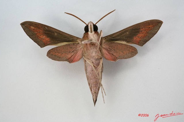 084 Heterocera (FV) Sphingidae Hippotion osiris IMG_1696WTMK.JPG