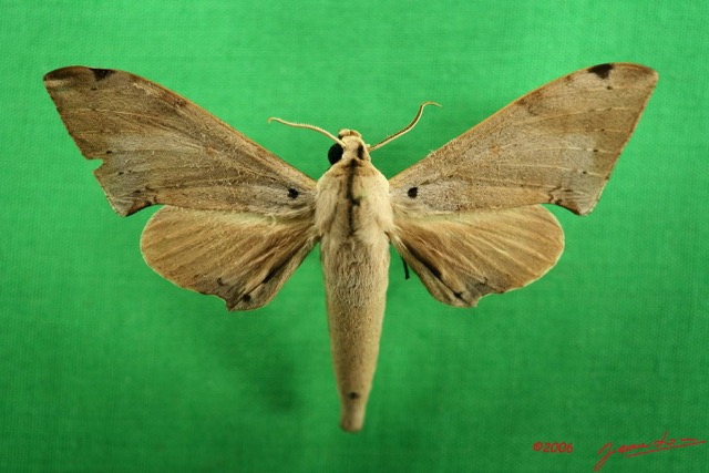 085 Heterocera (FD) Sphingidae IMG_3169WTMK.JPG