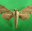 085 Heterocera (FD) Sphingidae IMG_3169WTMK.JPG