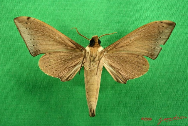 086 Heterocera (FV) Sphingidae IMG_3172WTMK.JPG