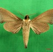 086 Heterocera (FV) Sphingidae IMG_3172WTMK.JPG